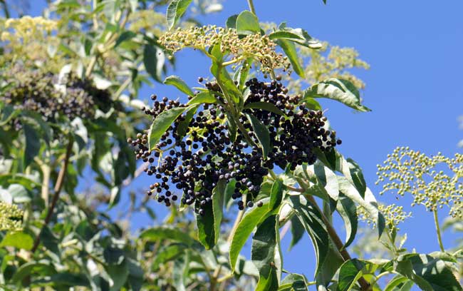 Sambucus nigra ssp. cerulea, Blue Elderberry, Southwest Desert Flora